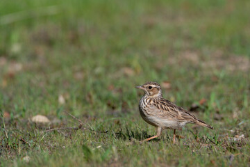 Northern chickadee bird foraging on the forest floor