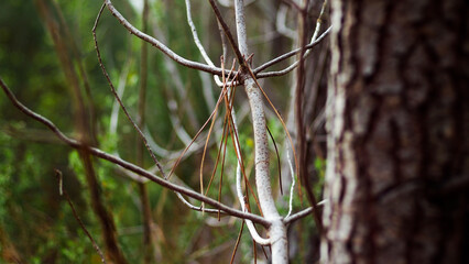 Macro de branches et d'épines de pin landais