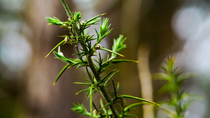 Macro d'épines d'ajonc