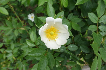 Half open single white flower of dog rose in mid May