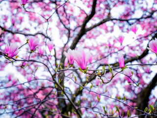 magnolia tree blooming. pink flowers