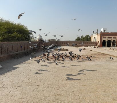 Pigeons living in a Tomb 
