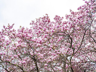 magnolia tree blooming. pink flowers