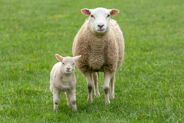 Naklejka na ściany i meble Close up of a ewe, or female sheep with her young lamb in Springtime, facing camera. Concept: a mother's love. Clean, green background. Yorkshire Dales, UK. Copy space, horizontal.