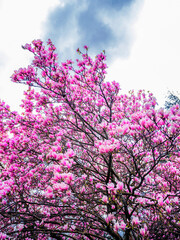 magnolia tree blooming. pink flowers