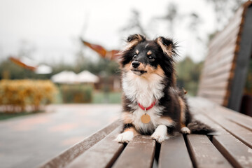 Sheltie dog sits on a bench