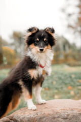 A dog sits on a fence in front of a field.