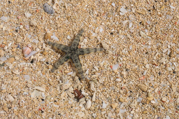 starfish on the beach