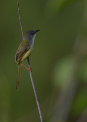 The bar winged prinia, Prinia familiaris is a species of bird in the cisticola family Cisticolidae.