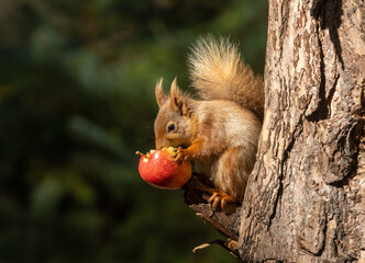 Scottish red squirrel on a tree in the sunshine eating a red apple