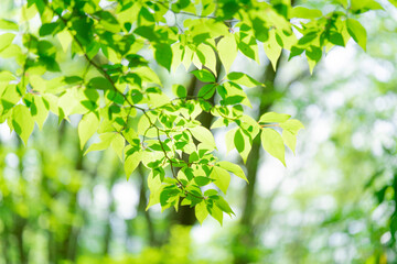 爽やかな新緑イメージ素材