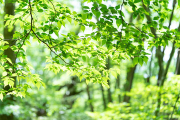 爽やかな新緑イメージ素材