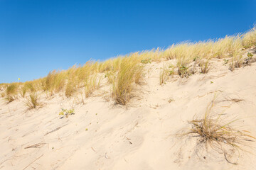 French dune landscape along the Atlantic coast with grass on the top during a sunny day