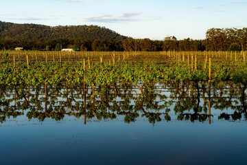 Closeup shot of a flooded vineyard near the forest