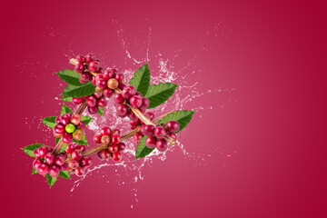 Fototapeta premium Creative layout made from Fresh Arabica Coffee beans ripening and water Splashing on a red background.