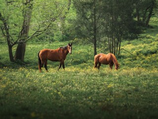 Closeup shot of brown horses grazing in the forest in Australia