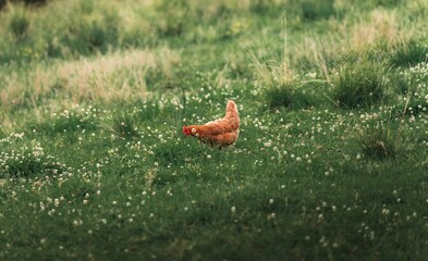 Obraz premium Close-up view of an ISA Brown in a green meadow