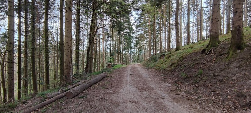 For&ecirc;t d'automne
