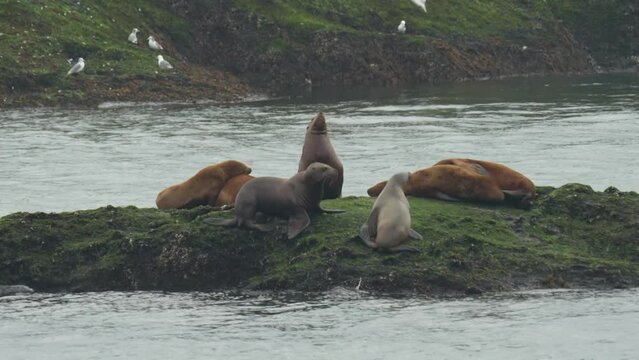 View of beautiful sea lions fighting each other on a mossy rock