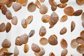Decorative shells hanging from nylon thread. Marine natural ornament