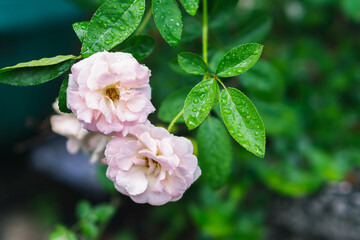 beautiful blur pink roses petals and leaf with drops of water and blurry background