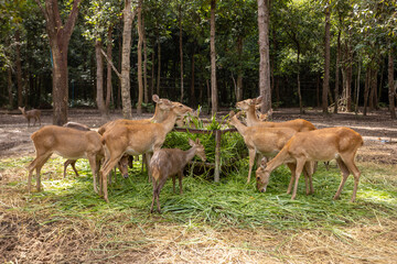 Naklejka na ściany i meble Herd of deer eating grass in the zoo