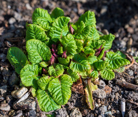 Green Primula plant with purple flower buds