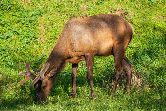 Elk at Redwood National Park