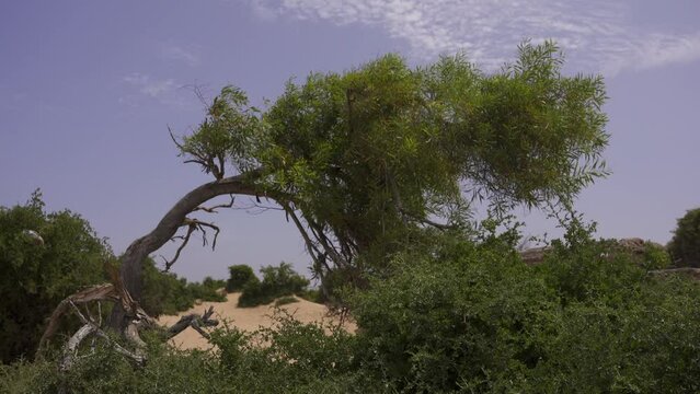 Tree under the windy weather in nature