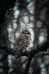 Vertical shot of a Spotted owl (Strix occidentalis) perched on a tree branch in dark gray tones