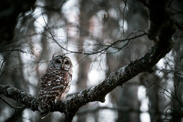 Spotted owl (Strix occidentalis) perched on a tree branch in gray tones on the blurred background