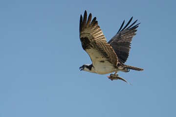 Closeup shot of an Osprey flying in the air holding a fish in its claws against the blue sky