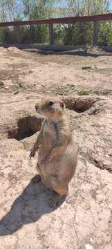 Prairie Dog