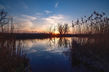 Beautiful summer evening landscape. Dry tree and grass reflecting in the river. Photo taken in Pinczow, Poland.