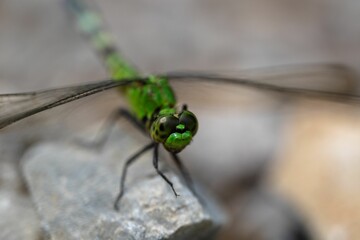 Macro shot of a bright green dragonfly on rocks against the isolated background