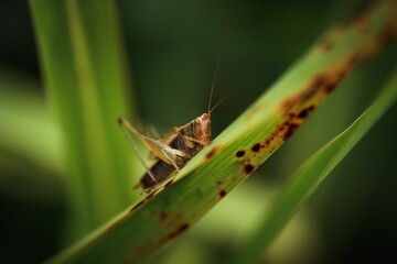 Closeup shot of a brown mantis on a green leaf with a blurred background
