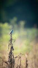 Vertical shot of a blue grosbeak on a dry branch with a blurred background