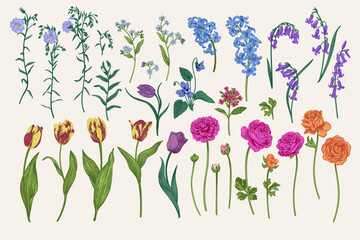 Set with spring and summer flowers. Garden plants. Vector illustration. Tulips, hyacinths, flax, ranunculus, hyacinthoides. - 588693569