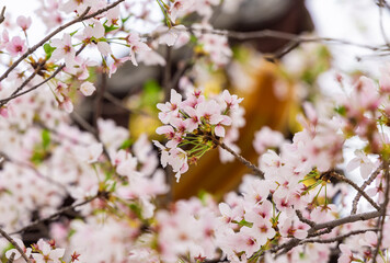 Ancient Chinese pavilions and blooming crabapple flowers