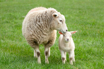 Naklejka na ściany i meble Close up of a ewe, or female sheep tending to her young lamb in Springtime, facing camera. Concept: a mother's love. Clean, green background. Yorkshire Dales, UK. Copy space, horizontal.