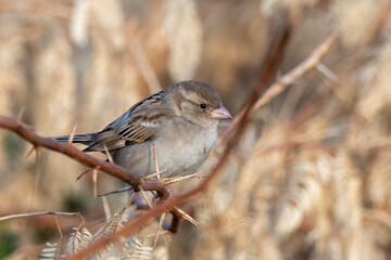 Fototapeta premium House sparrow or Passer domesticus observed near Nalsarovar in Gujarat, India