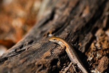 Closeup of a Carlia (Australia Skink) on log