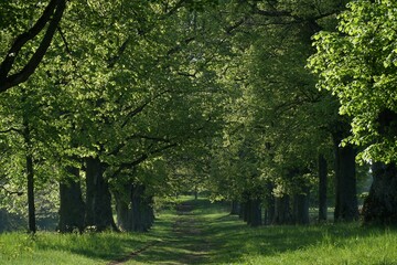 Fototapeta premium Scenic view of an alley between green trees in a park on a sunny day