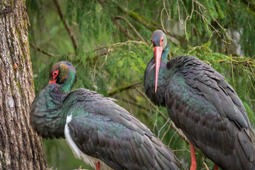 Two adult black storks Ciconia Nigra in the nest during springt. A large nest in an old natural forest. Selective focus.