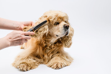 Groomer combing the ears of an American Cocker Spaniel on a white background.