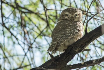 Macro view of a Spotted owlet perching on the branch of a tree