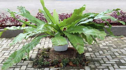 Asplenium nidus or bird's nest or nest in a pot
