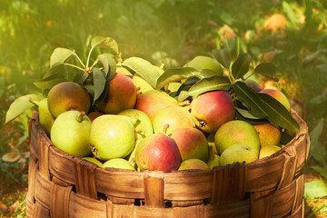 Green and red juicy ripe pears in a wicker basket in the garden on a sunny day. Autumn rich harvest.