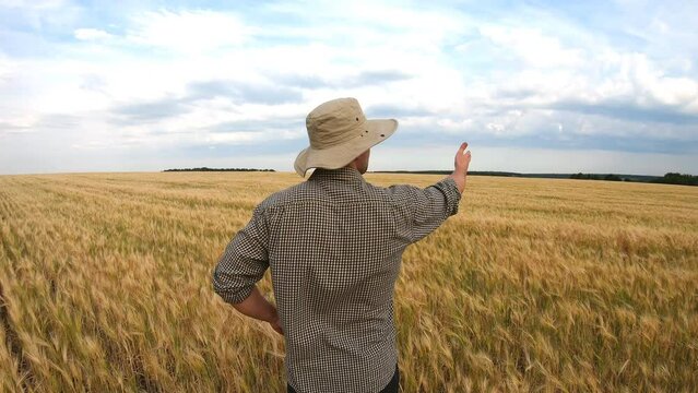 Male farmer standing on ripe wheat field and pointing with hand on his golden plantation. Agronomist looking at cereal meadow and pleased with seasonal barley crop. Agricultural concept. Rear view
