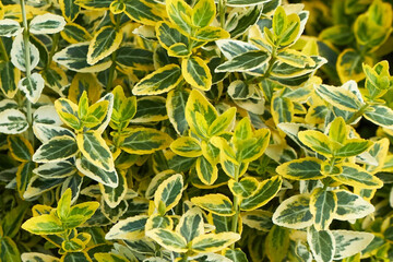 Yellow and green leaves of Euonymus fortunei Emerald n Gold or wintercreeper.